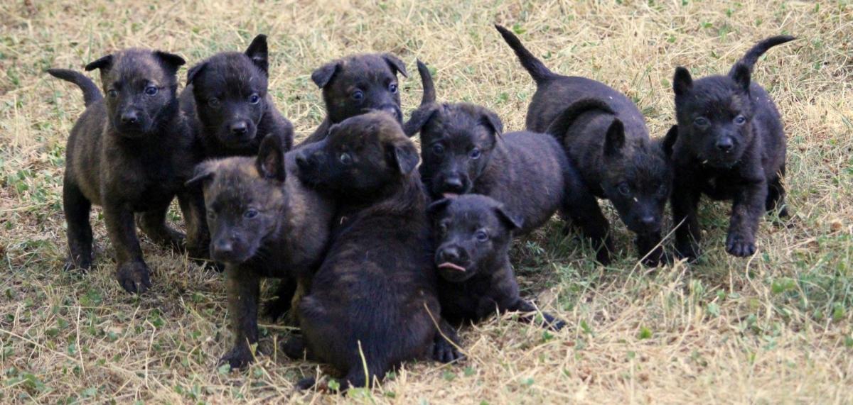 Cuccioli Cane Pastore Olandese Pelo Corto Italia Francia