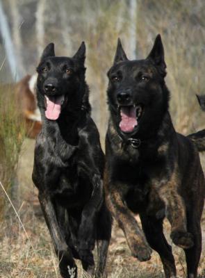Contatti Allevamento Cane Da Pastore Olandese Italia