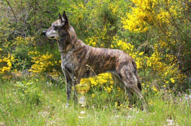 Allevamento Du Rocher Des Ducs Cane Da Pastore Olandese A Pelo Corto