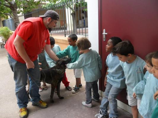 Cani visitatori - Pastori olandesi nella scuola materna