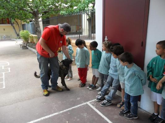 Cane da pastore olandese visitatore nelle scuole